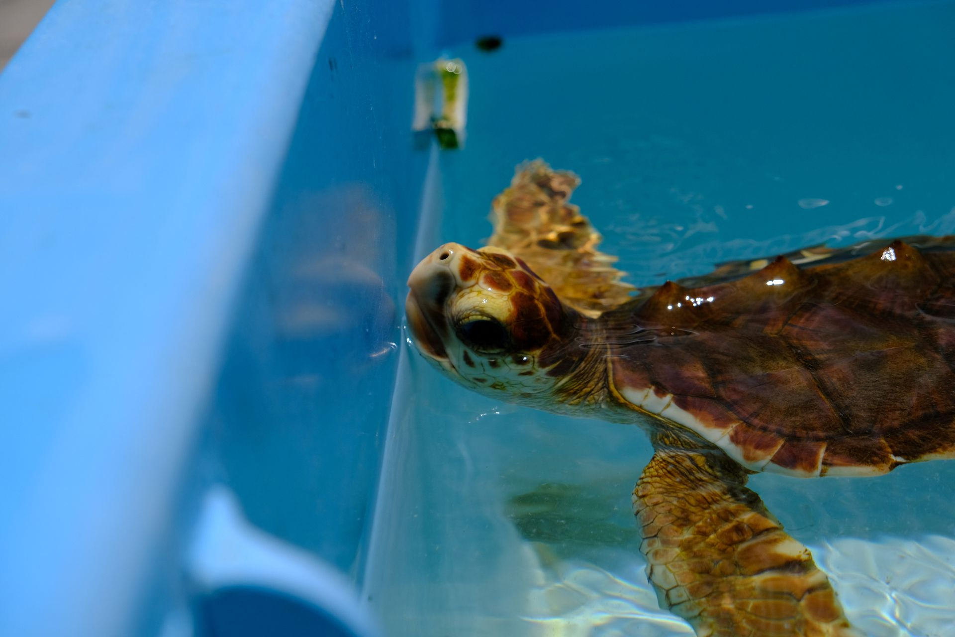 لاکپشت دریایی در حال شنا کردن