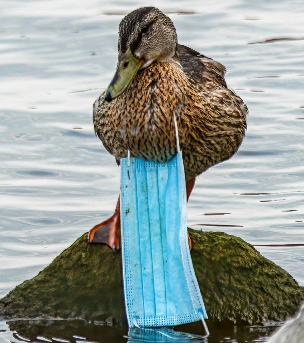A mask wrapped around the neck of a green duck