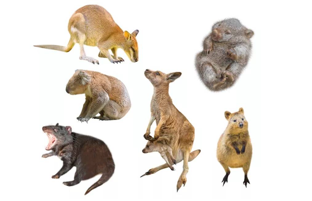 کیسه داران استرالیا / marsupials