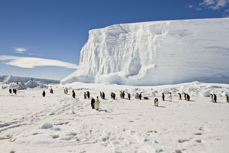 پنگوئن ها در قطب جنوب