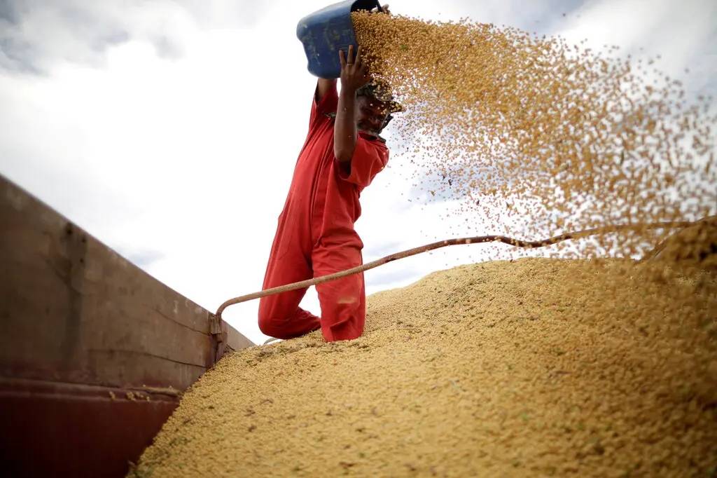 برداشت سویا / soybean harvest 