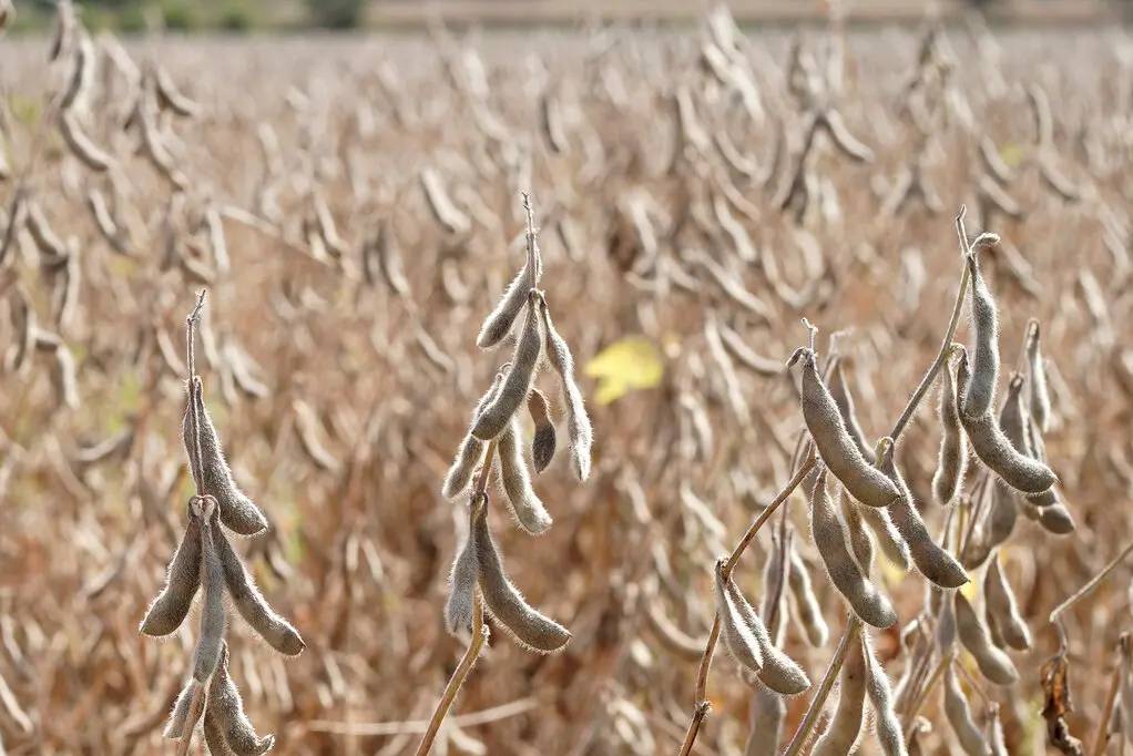 سویا آماده برداشت در گرینوود / soybean