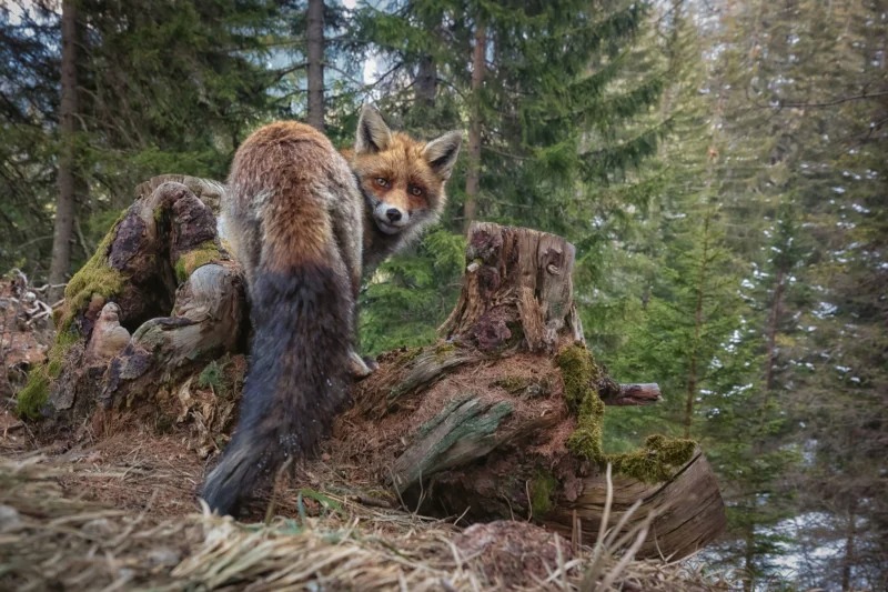 برندگان مسابقه عکاس سال Nature TTL سال 2022 4