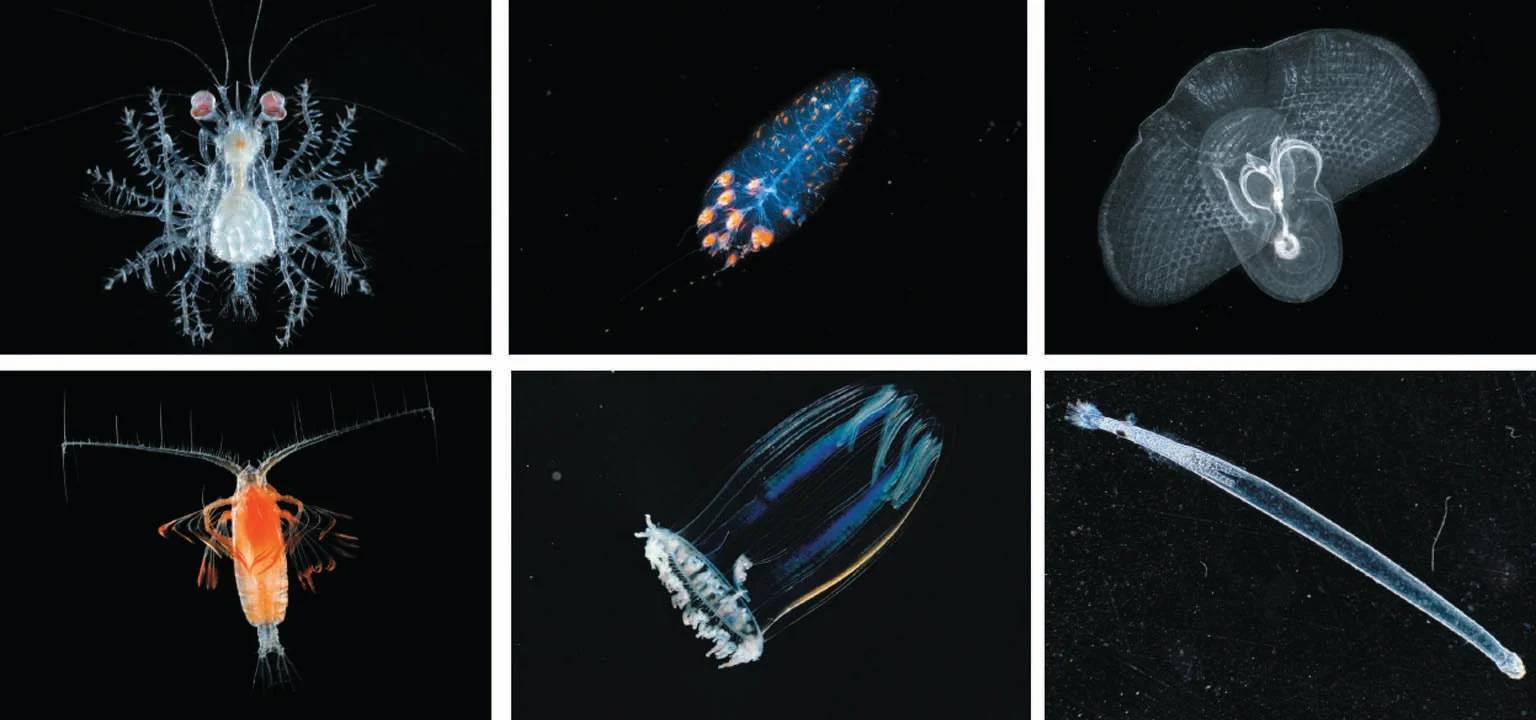 انواع زئوپلانکتون‌ها / zooplankton