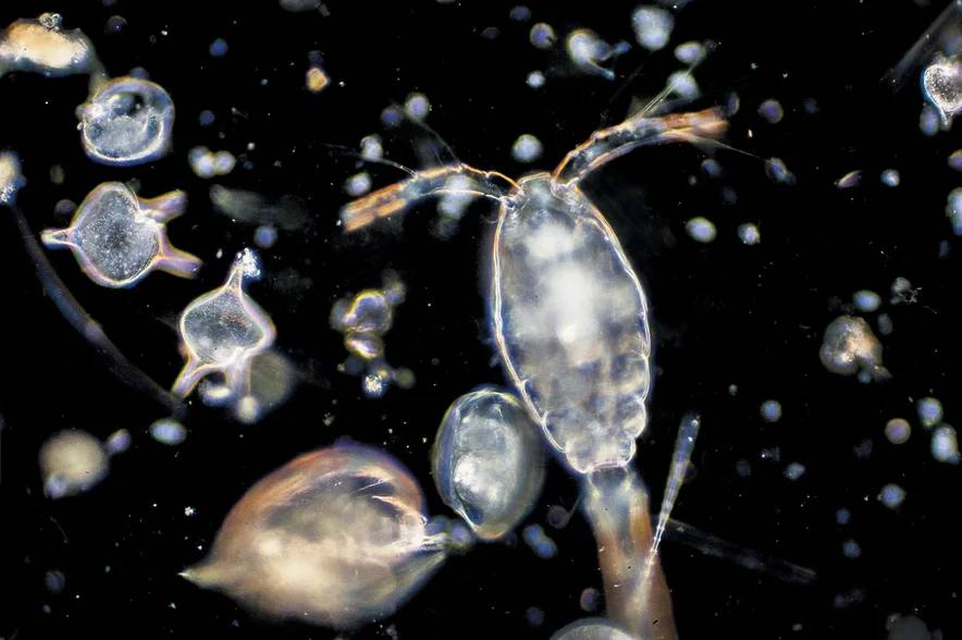 زئوپلانکتون / zooplankton