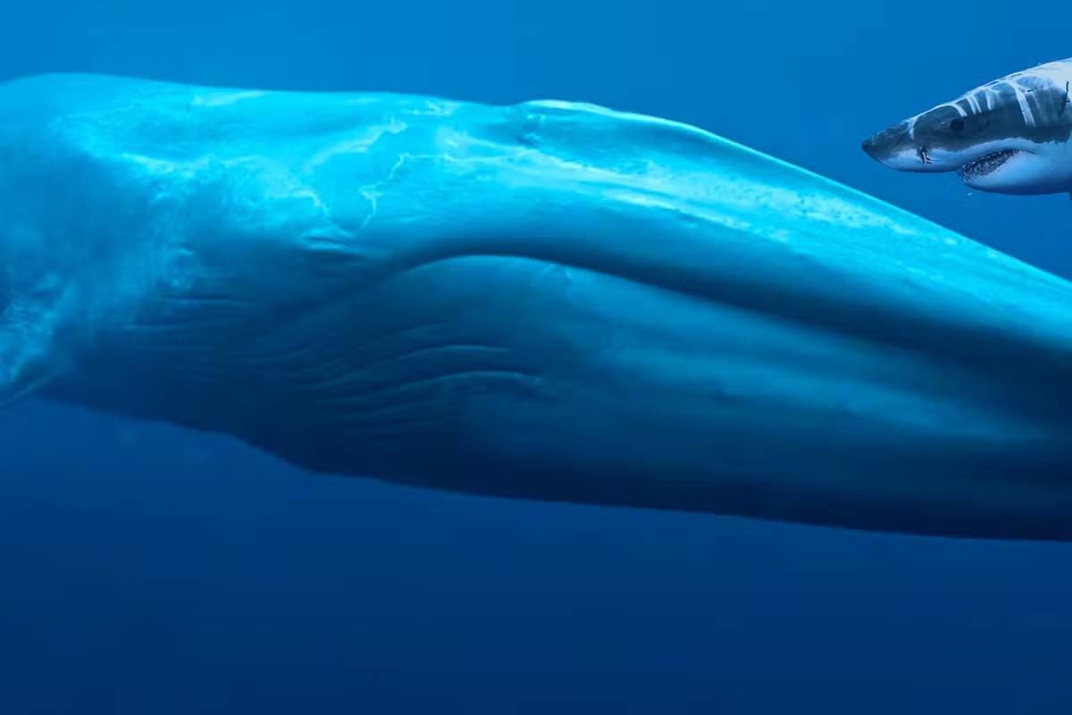 در نبرد میان کوسه سفید بزرگ و نهنگ آبی، کدام‌یک پیروز می‌شود؟