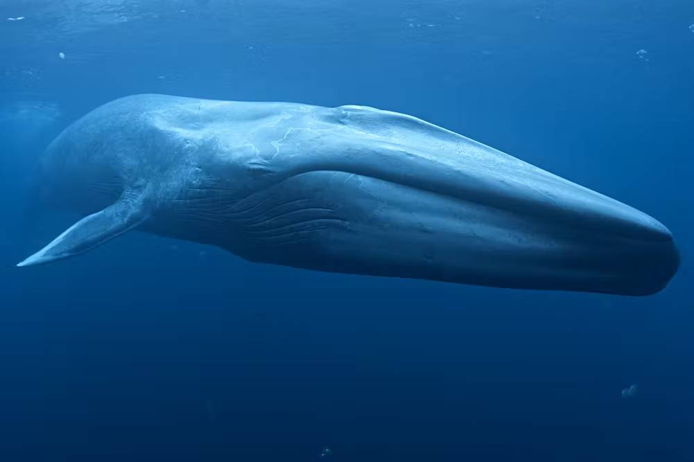 نهنگ آبی / Blue whale