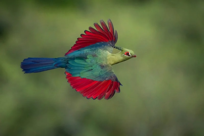 Winners of the 2022 bird photography competition