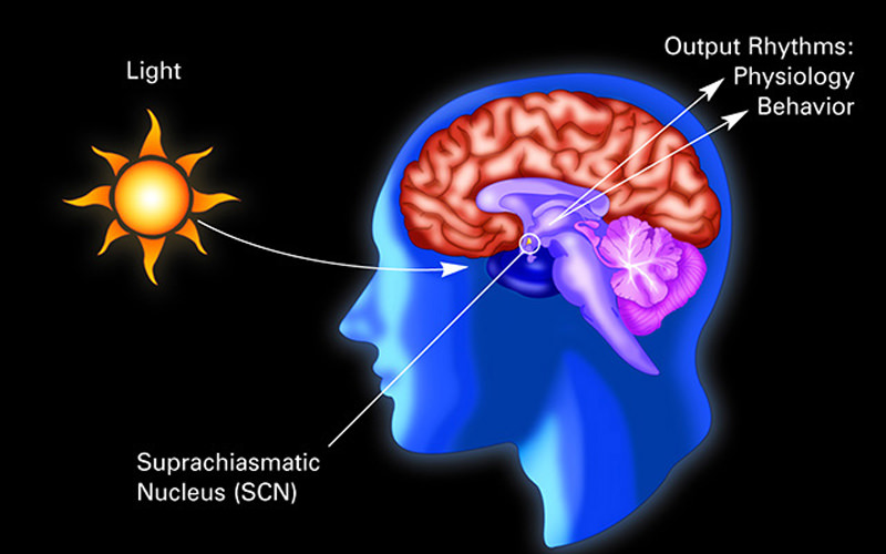 تاثیر نور خورشید بر هسته SCN مغز انسان