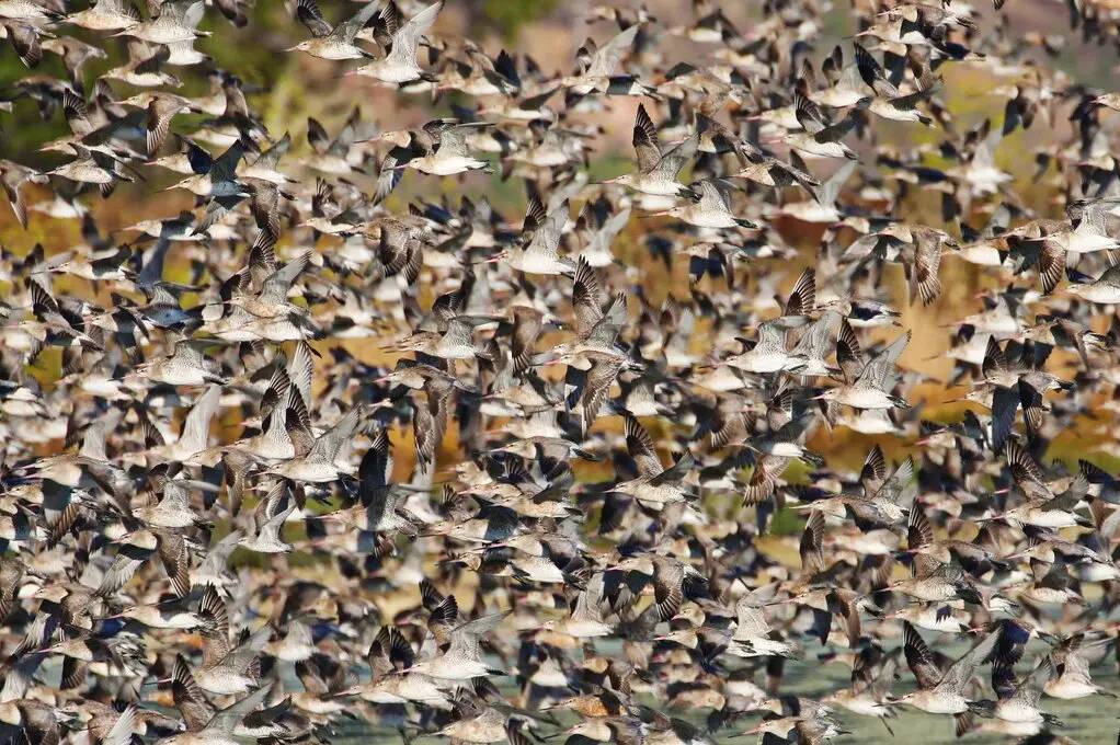 گیلانشاه های حنایی / flock of bar-tailed godwits 