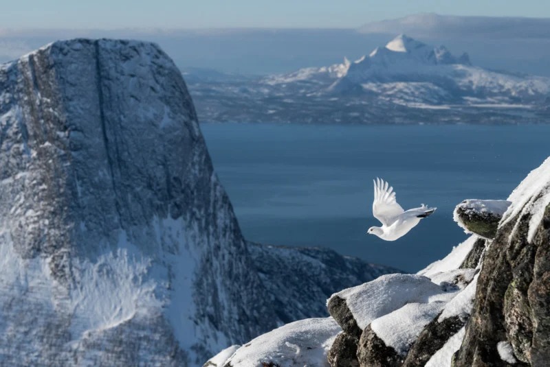 Winners of the 2022 bird photography competition
