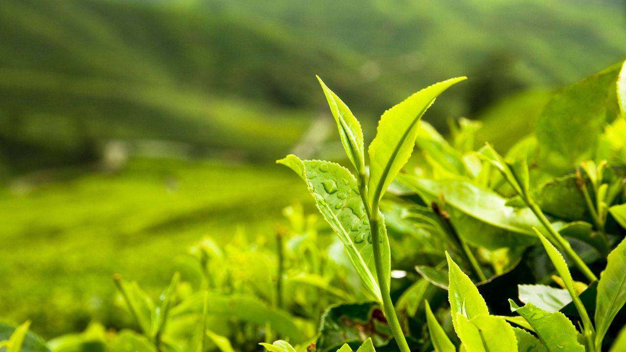 چای سبز / green tea