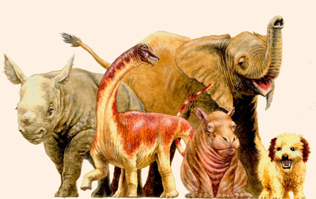 The first groups of mammals 