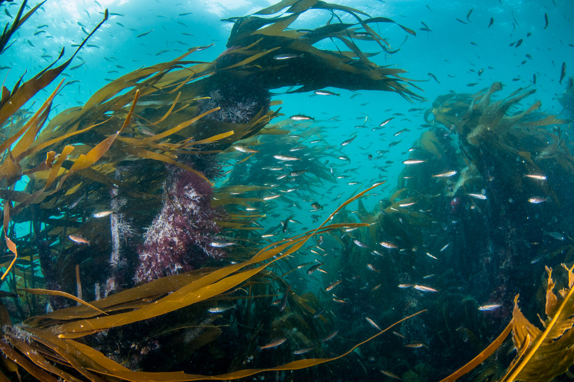 ماهی و جلبک دریایی در جنگل اقیانوسی