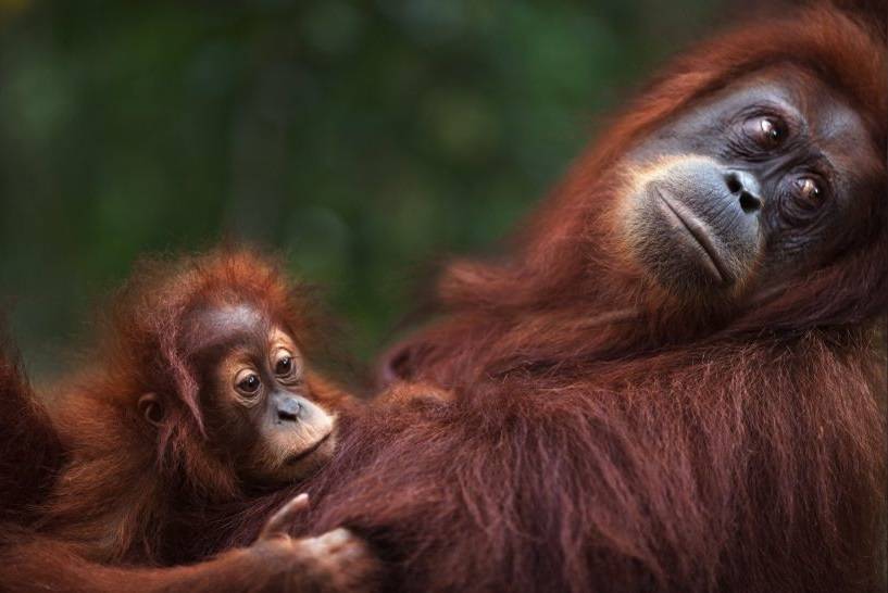 اورانگوتان سوماترایی / orangutan