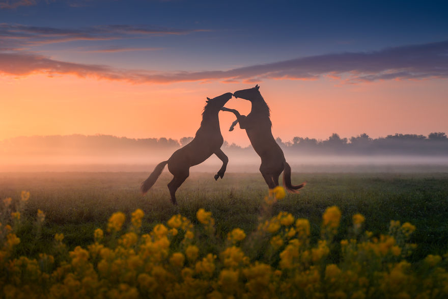 Landscapes and local animals of the Netherlands