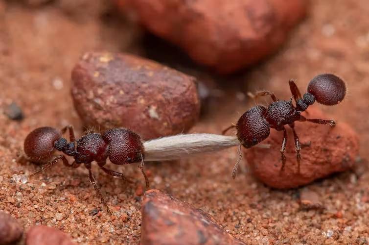 مورچه ها / ants