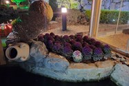 نمونه عكس هاي گلكسي A51 در طول شب
