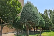 نمونه عکس دوربین اصلی گلکسی نوت ۲۰ اولترا - درخت بوستان نهج ابلاغه