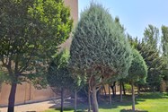 نمونه عکس دوربین اصلی گلکسی نوت ۲۰ - درخت - بوستان نهج البلاغه