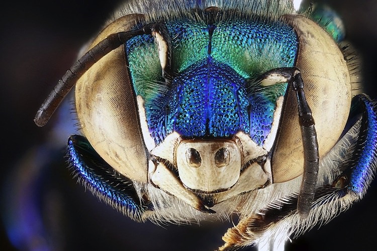 دنیای خارق‌العاده حشرات