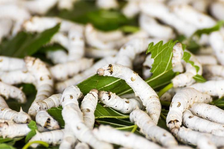 تولید ابریشم از پیش رنگ شده توسط کرمها!