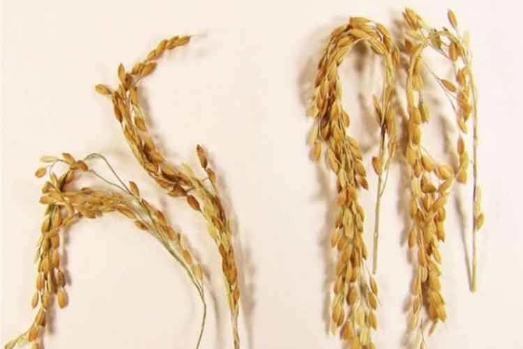 گونه‌ای جدید از برنج دوستدار محیط زیست