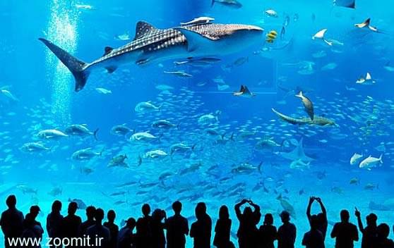 تصاویر زنده از بزرگترین آکواریم کوسه در جهان را تماشا کنید