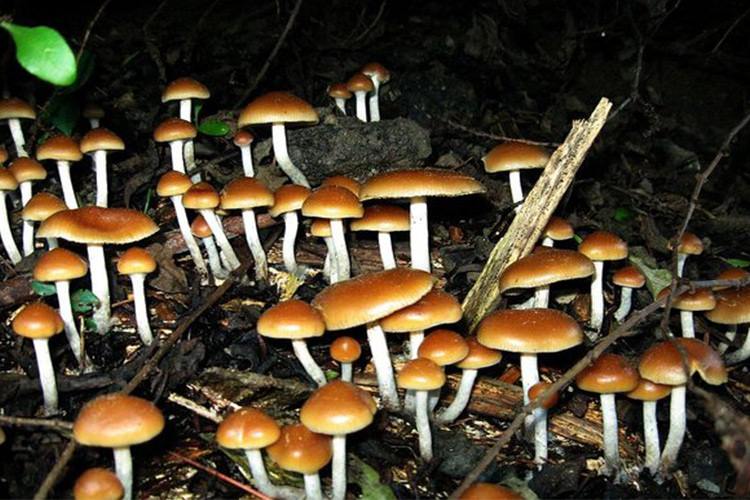 قارچهای روانگردان (Shroom) «خواب دیدن» را در مغز شبیهسازی میکنند!
