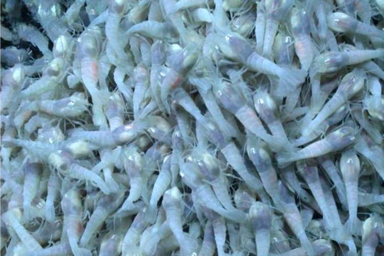 میگوهای شگفت انگیز، سرنخهایی زنده از حیات فرازمینی