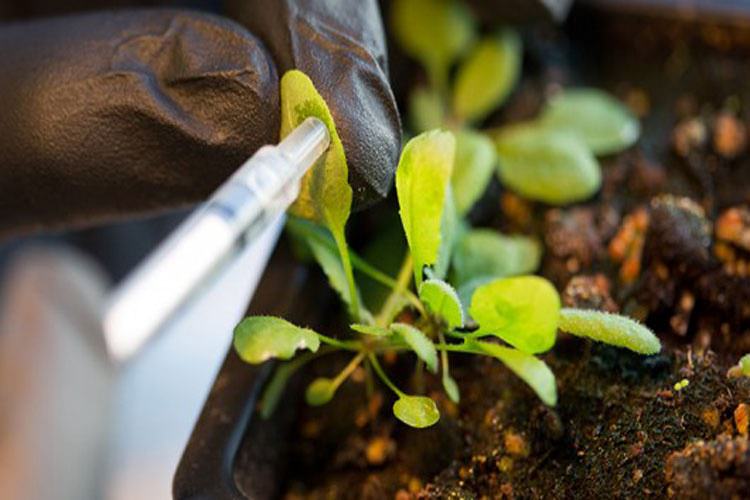افزایش بازدهی گیاهان با استفاده از نانوذرات و استفاده از آن ها به عنوان حسگر محیطی