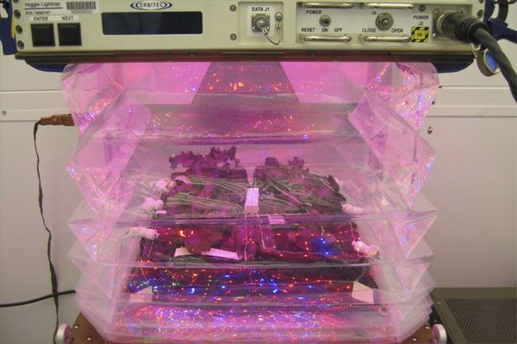 ناسا با پروژهی VEGGIE یک قدم به کاشت گیاهان در فضا نزدیکتر شد