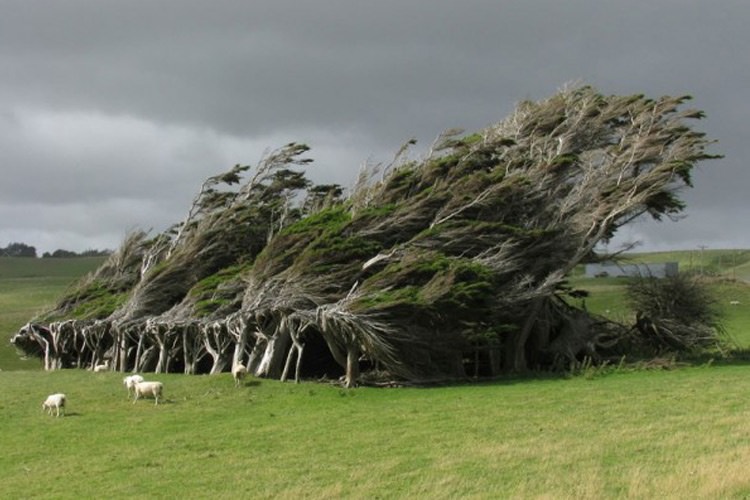 درختان برباد رفته نیوزلند
