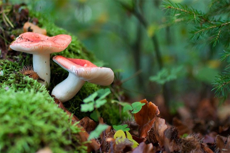 در دنیای قارچ های استرالیایی