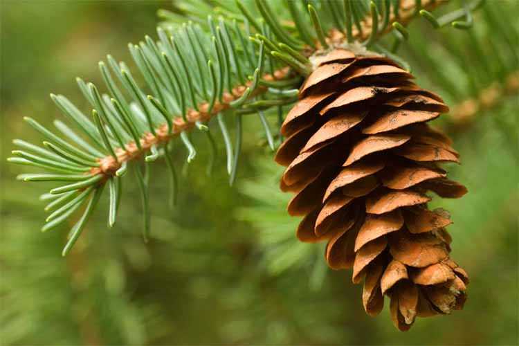 ساخت ربات با الهام از مخروط کاج