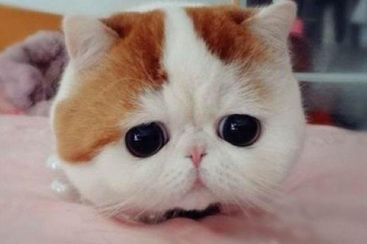 Snoopybabe ، طوفان دنیای مجازی چین