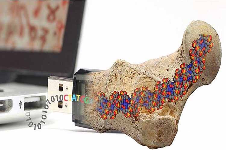 امکان ذخیرهسازی ۴۵۵ اگزابایت اطلاعات درون یک گرم DNA