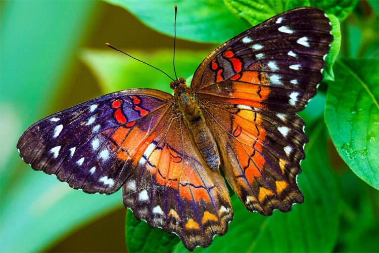 حضور شاد پروانه‌ها در دنیای حیوانات