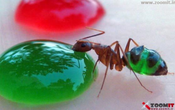 چه خوراکی به مورچه ها بدهیم تا تغییر رنگ دهند