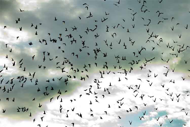 چگونه حیوانات به شکل غریزی مسیر یابی میکنند