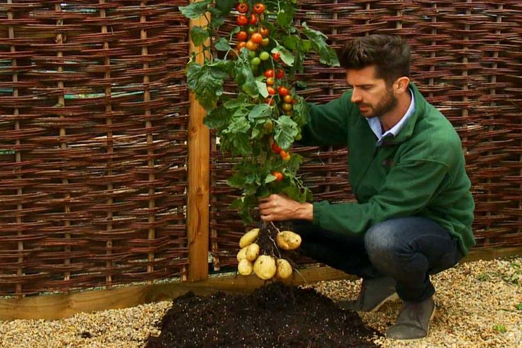 TomTato فرنکشتاینی از سیب زمینی و گوجه فرنگی