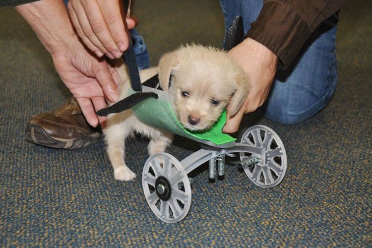 تماشا کنید: راه رفتن سگ دوپای ۱۴ روزه به لطف فناوری چاپ سه بعدی