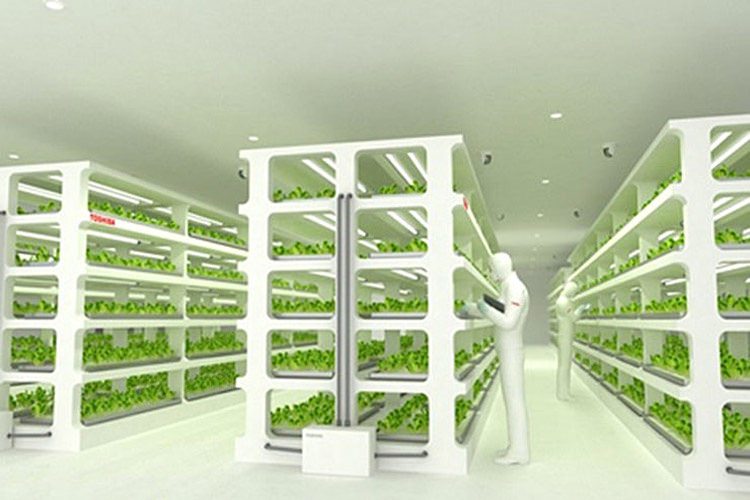 تولید سبزیجات تازه در کارخانه تولید گیاهان توشیبا