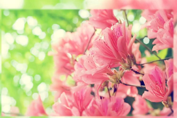 چشم انداز شهرها و شکوفههای بهاری