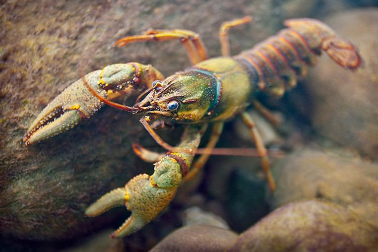 کشف گونه‌ ای جدید از خرچنگ خاردار در اندونزی