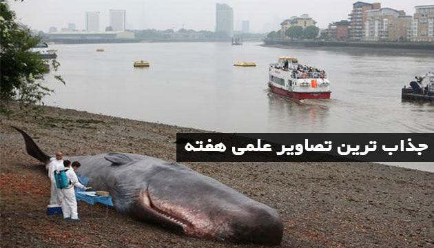 شاتر: جذابترین تصاویر علم و فناوری هفته