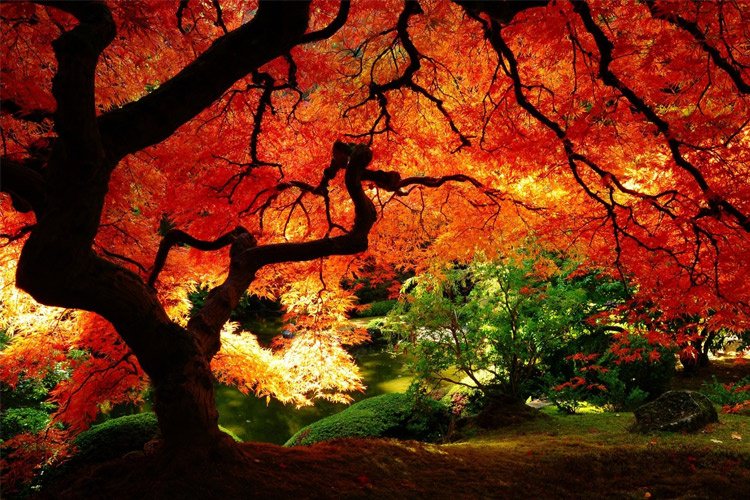 وداعی تصویری با فصل پاییز