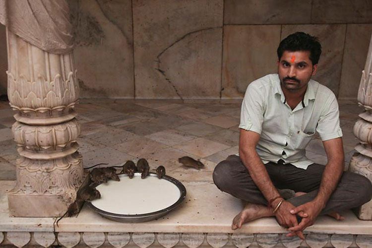 کجارو: معبد موش‌ها در هند با ۲۰ هزار موش