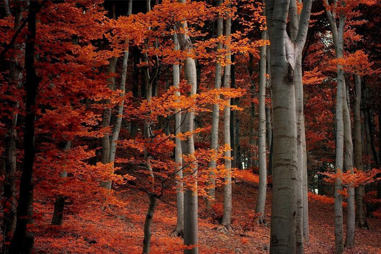 رویایی به زیبایی جنگلهای پاییزی