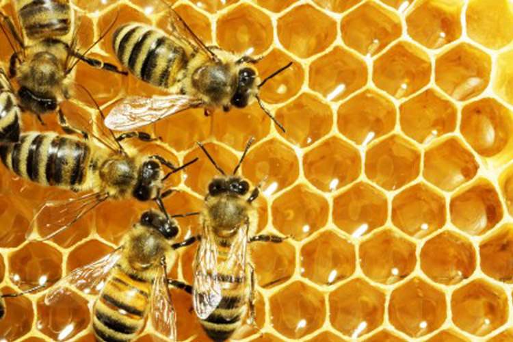 عسل و کمک به درمان بیماری‌های مقاوم به آنتی بیوتیک